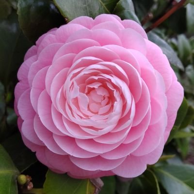 いぬへいさんのプロフィール画像