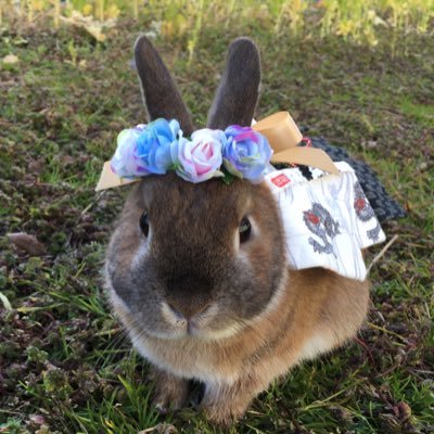 本名 ゴールド 愛称ゴーちゃん うさぎ🐰 5歳 ネザーランドドワーフ 男の子 好きな物 乾燥にんじん🥕 乾燥りんご🍎 好きな女の子タイプ 大きめ女子 インスタ→ https://t.co/JWSCAEz53k