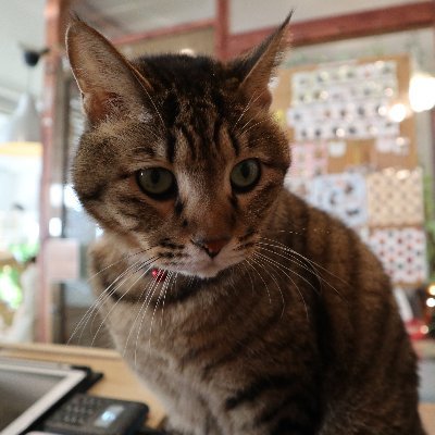 JR南武線谷保駅から徒歩3分の猫カフェ(保護猫オンリー)です！中央線の国立駅からでもバスで10分ぐらいで来れます！是非お気軽にお越しください♪ 東京都国立市富士見台１−１０−１５ 宝ビル2F　定休日：基本的に年中無休、ごくまれに不定休(告知有)