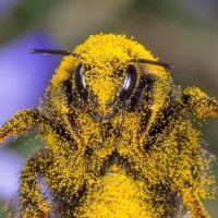 Barry the Bee (@pollenismydrug) 's Twitter Profile