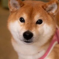 柴犬ゆきちゃん (@n0qTVdKQKf4r0Qt) / X