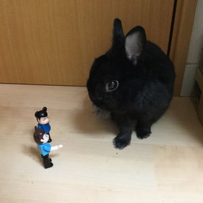 黒うさぎさんのプロフィール画像