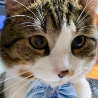 Joseph🐈Maggie🐕‍🦺 and family(@Angie390460) 's Twitter Profile Photo