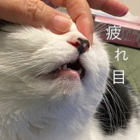 とまとま (@niael_rate) 's Twitter Profile Photo とまとま (@niael_rate) 's Twitter Profile Photo