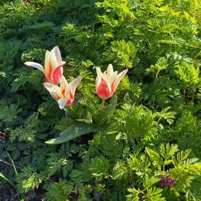 Aiden2OP's profile picture. l