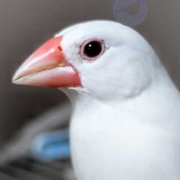mizumoto (@mizumot83838141) 's Twitter Profile