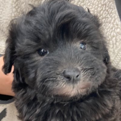 DEKIYATU's profile picture. 犬