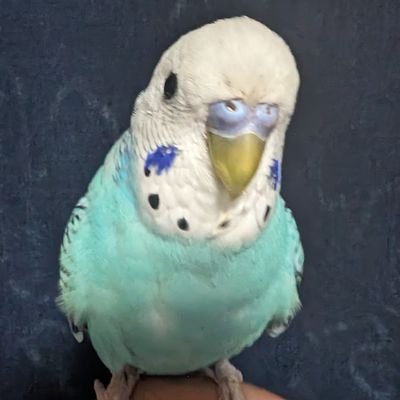 あずま(文月 東)さんのプロフィール画像
