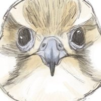 pa (@gull_nest) 's Twitter Profile Photo pa (@gull_nest) 's Twitter Profile Photo