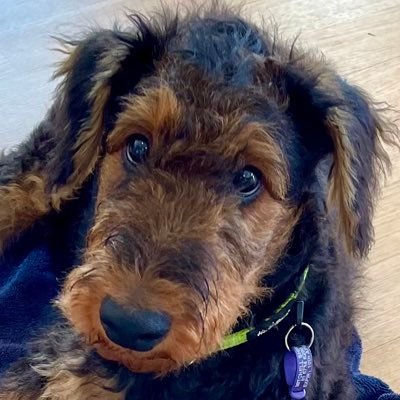 Airedale Terrier pup living in Australia.