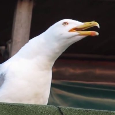 the original ula seagull :3