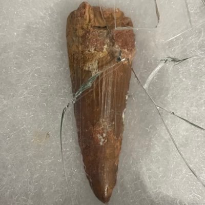 Dinoooo516's profile picture. 7級フィクサー