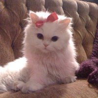|Lama (@lama14_w) 's Twitter Profile