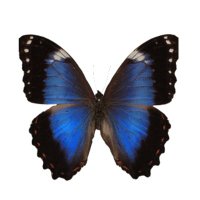 羊おじさん倶楽部 (@unclesheepclub) Twitter profile photo