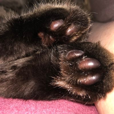 00_nekotokurasu's profile picture. 旅行、編み物、猫の話題が好きな兼業主婦です。政治ネタは支持政党の日本保守党関連、リポスト多め。※DMのやり取りはしておりません。