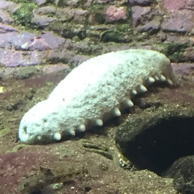 にゃた（タイツはきましたさんのプロフィール画像