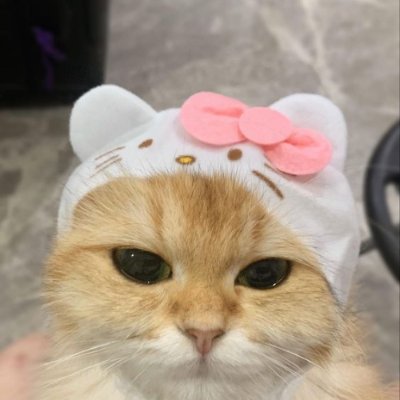 Welcome to Hello Kitcat, where charm inspires blockchain innovation! 
TG: https://t.co/L3ESQcUruV
$KITCAT