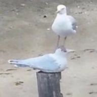 saltさんのプロフィール画像