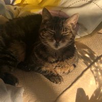Angel Isaac 🌈 OTRB 21/08/2023. (@tabbyboyisaac) 's Twitter Profile