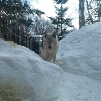 りんね(ものののけ)さんのプロフィール画像