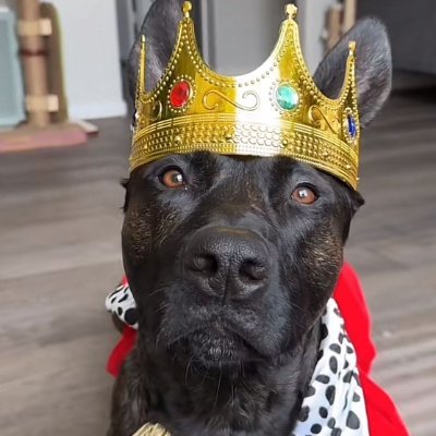 Arthur The King Dogさんのプロフィール画像