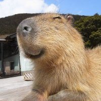 카피바라 아카이브(@happ2capybara) 's Twitter Profile Photo