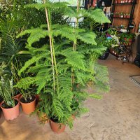 صالح (@salih_hu) 's Twitter Profile Photo