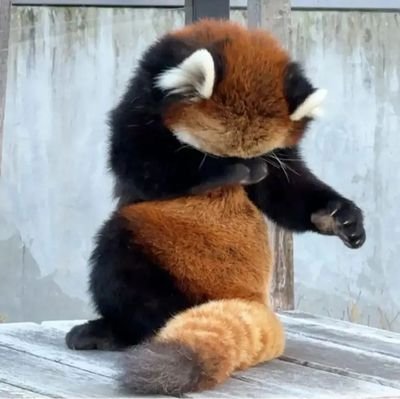 Red Panda Enthusiast. Not a safe space for anyone
