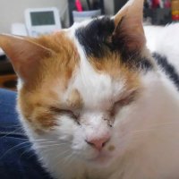 はんぺんねこ (@hanpen_cat) 's Twitter Profile Photo はんぺんねこ (@hanpen_cat) 's Twitter Profile Photo