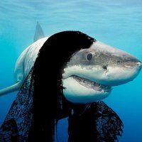 Orbital Shark Platform (@moonstrucktwolf) 's Twitter Profile Photo
