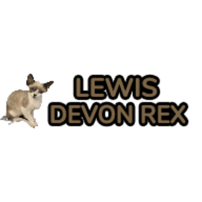 For Devon Rex kittens or cat breed for sale, consider the best in the business. We can offer you the best Devon Rex cat price you may be looking for.