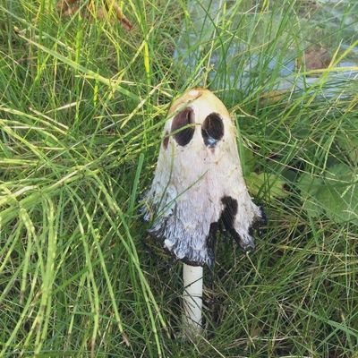 Zuliaaan's profile picture. Na, na na na na na, na na na -Psico USP-