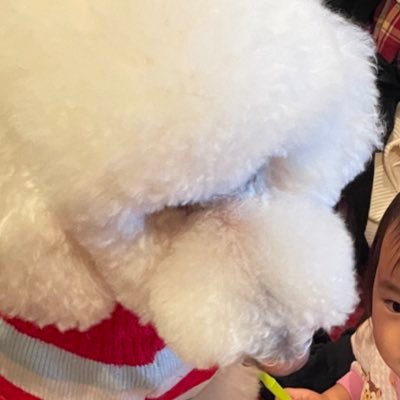 インコ、推しからの返信に😇さんのプロフィール画像