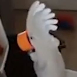 spiker_wiman's profile picture. ahhhhhhhh
I'm  fan of Skibidi Toilet!