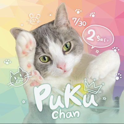 nekochaniru Profile Picture