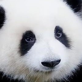 chenlongway's profile picture. International political observer