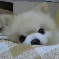 😷あき🍀🕊️(世界に平和を🎌) (@3wons_lovelove) Twitter profile photo