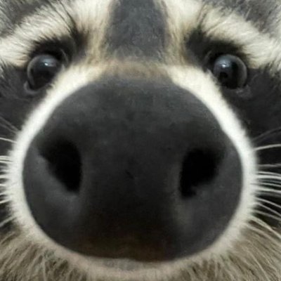 #1 raccoon enthusiast