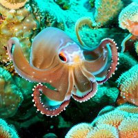 めんだこ (@mentaco0229) 's Twitter Profile Photo