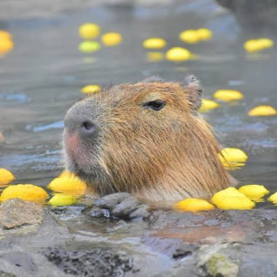 カピの城