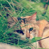 宇津木健太郎🐈⬛『猫と罰』発売中 (@kchickenshop) 's Twitter Profile Photo 宇津木健太郎🐈⬛『猫と罰』発売中 (@kchickenshop) 's Twitter Profile Photo
