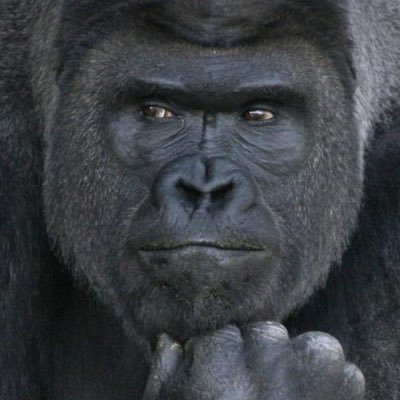 ゴリラさんのプロフィール画像