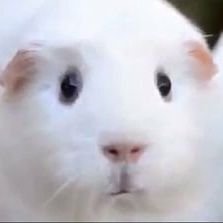 A助さんのプロフィール画像