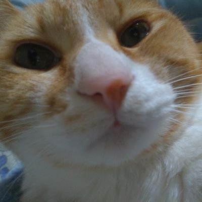 yakuya_scp_'s profile picture. デス批評受付人