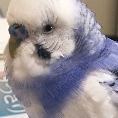 kurosukeja_69's profile picture. C3/FTE 機構と加工の人だった人 あとCanSat