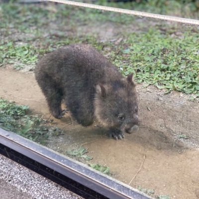 ウォンバットとマーモットにハマってます