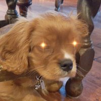 PeanutButterCup (@peanutb49397413) 's Twitter Profile