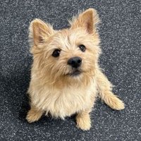 CHIAO (@skymomorin17) 's Twitter Profile Photo