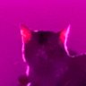 skibper's profile picture. the world will take you where you want to go