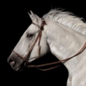 rekebrando's profile picture. o cavalo da beyoncé